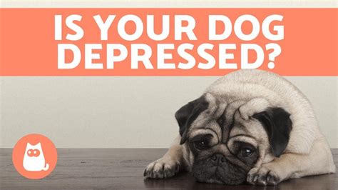 What does dog depression look like?